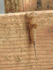 Aphylla williamsoni