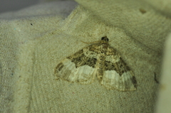 Euphyia intermediata