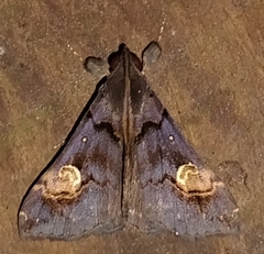 Scopifera lycagusalis