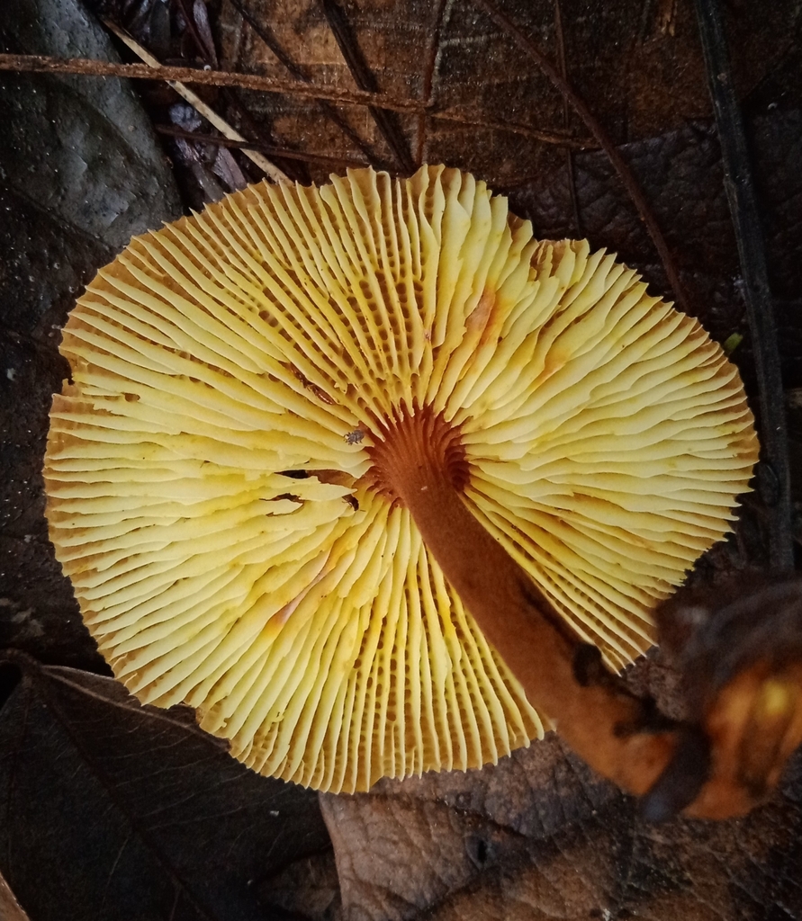 Heimiomyces tenuipes · October 2022 · photo: © deniszabin (iNaturalist, cc-by)