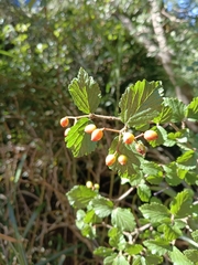Viburnum betulifolium