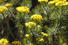 Euryops