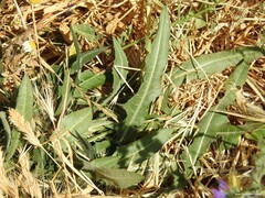 Bromus hordeaceus