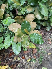 Dillenia suffruticosa