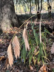 Chasmanthium latifolium