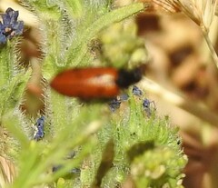 Mylabris quadripunctata