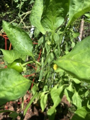 Stagmomantis carolina