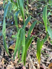 Chasmanthium latifolium