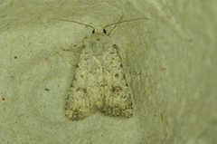 Caradrina multifera