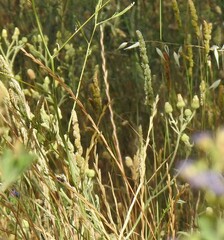 Dactylis glomerata hispanica