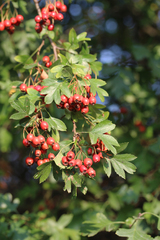 Crataegus subsphaerica