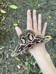 Rothschildia jacobaeae