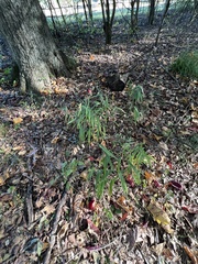 Chasmanthium latifolium