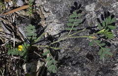 Hippocrepis unisiliquosa