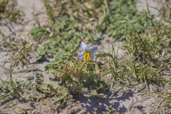 Solanum juvenale