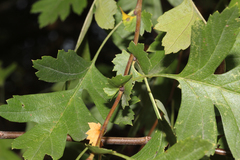 Crataegus subsphaerica