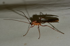 Ophion obscuratus