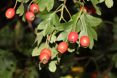 Crataegus subsphaerica