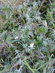 Stellaria vestita