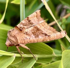 Phlogophora periculosa