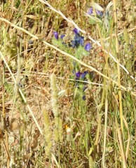 Echium vulgare