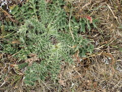 Cirsium acaule