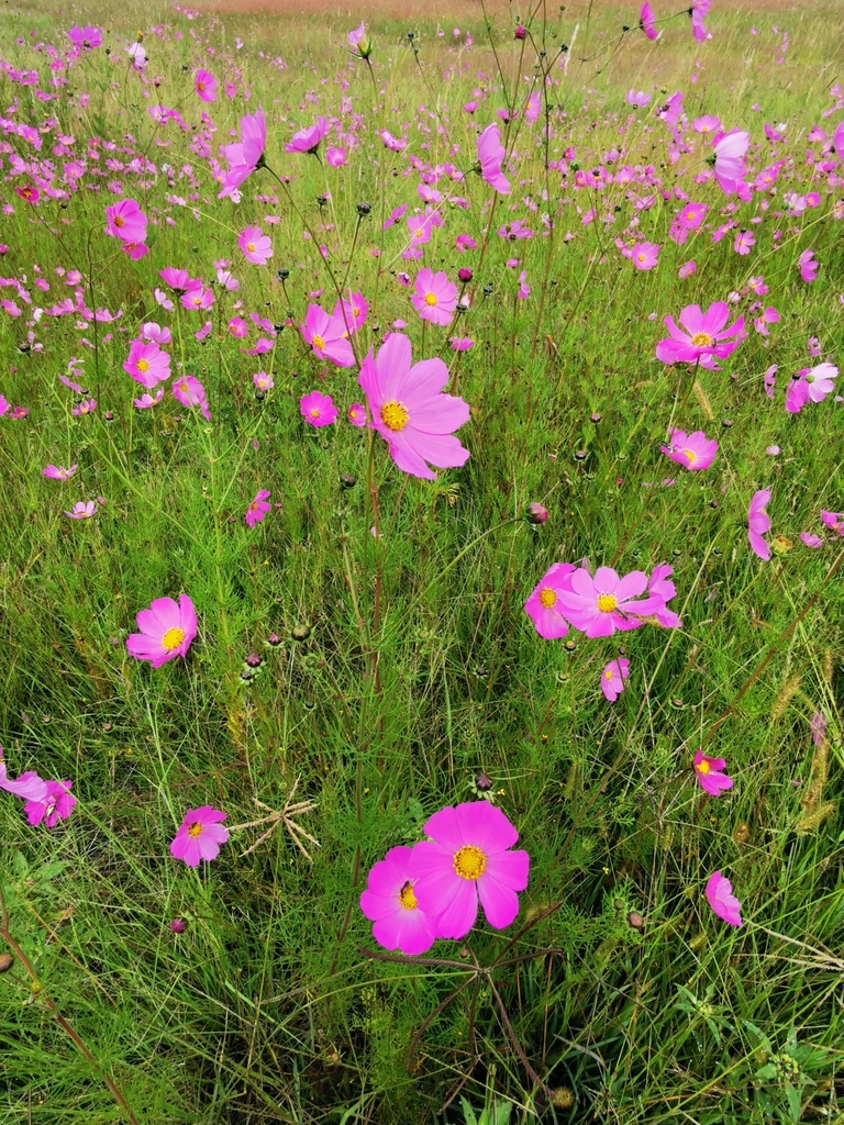 garden cosmos from 43309 Hgo., México on October 10, 2022 at 04:02 PM ...