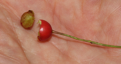 Crataegus subsphaerica
