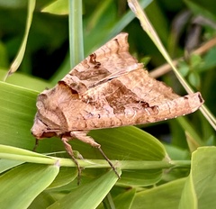 Phlogophora periculosa