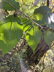 Maclura