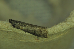 Pyla fusca