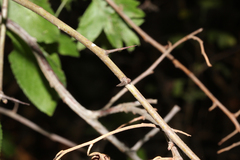 Crataegus subsphaerica
