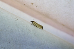 Eucosma radiatana