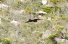 Milvus migrans parasitus