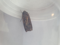 Noctua pronuba