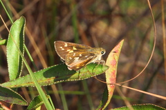 Hesperia attalus slossonae