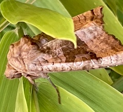 Phlogophora periculosa