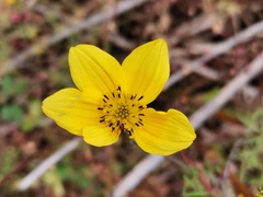 Bidens triplinervia