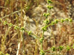 Rumex pulcher
