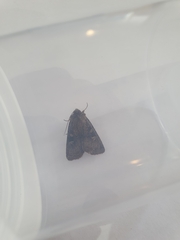 Xestia xanthographa