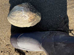 Lasmigona complanata