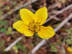 Bidens triplinervia
