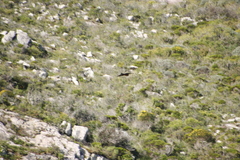 Milvus migrans parasitus