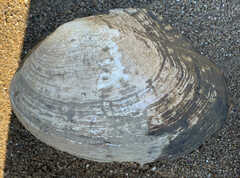 Lasmigona complanata