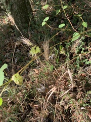 Elymus glabriflorus