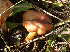 Hygrocybe conica