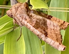 Phlogophora periculosa