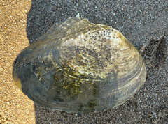 Lasmigona complanata