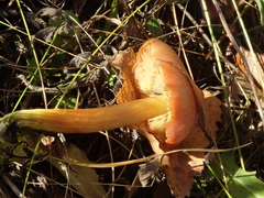 Hygrocybe conica