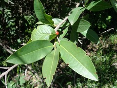 Erythroxylum